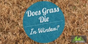 Does Grass Die in Winter?