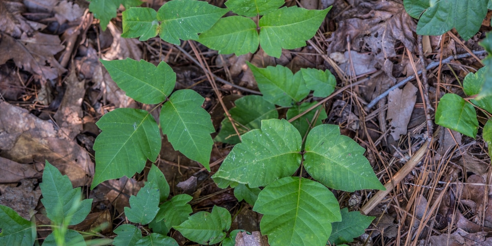 Poison Ivy Georgia