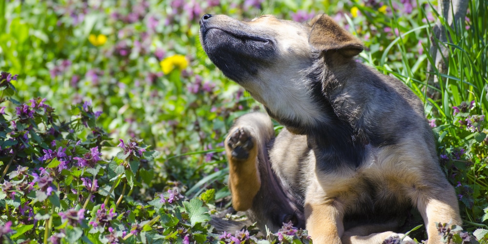 Mealybugs and Pets