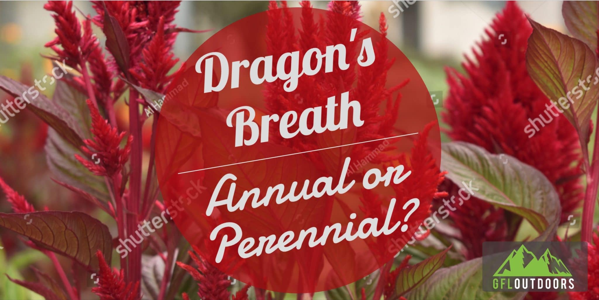 Is Dragon's Breath a Perennial? GFL Outdoors