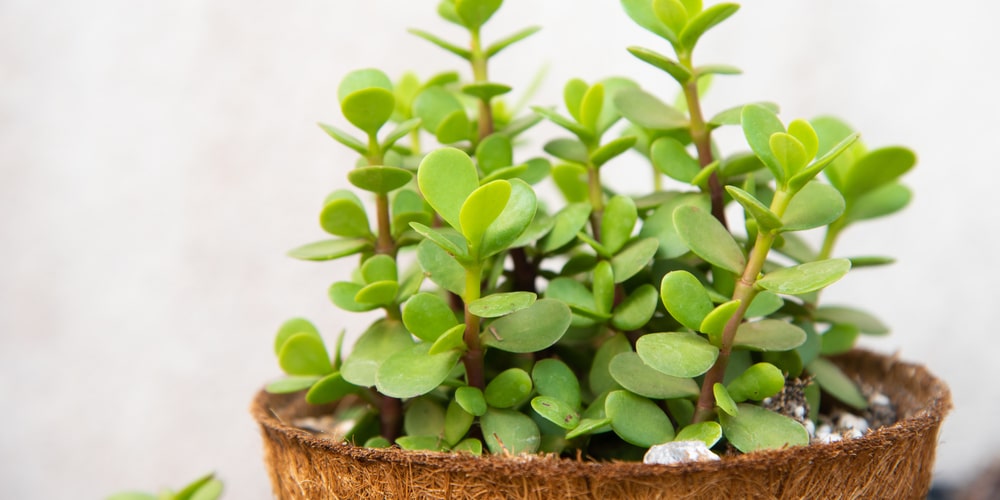 jade plant vs elephant bush