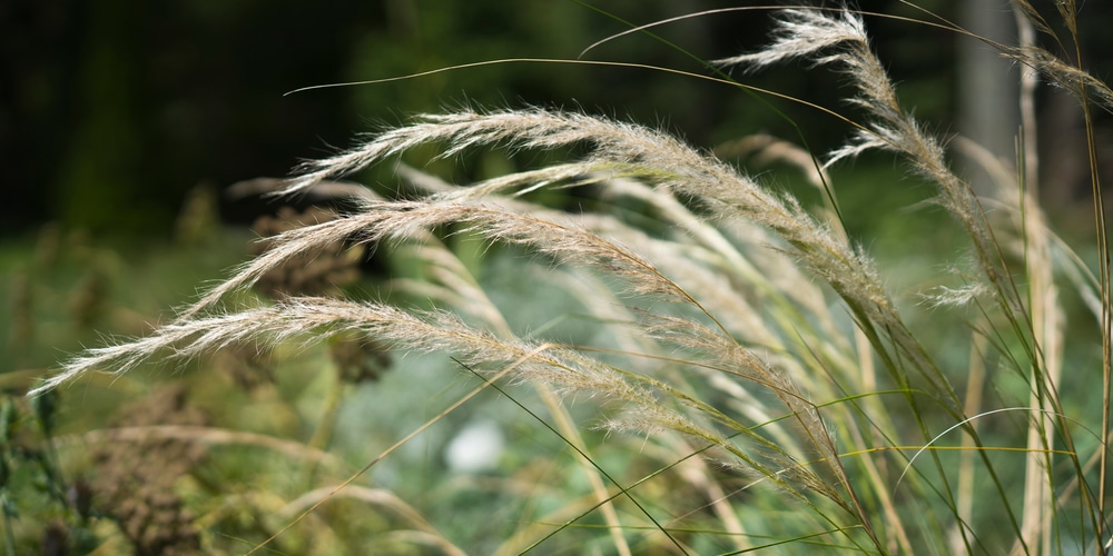 Elymus canadensis