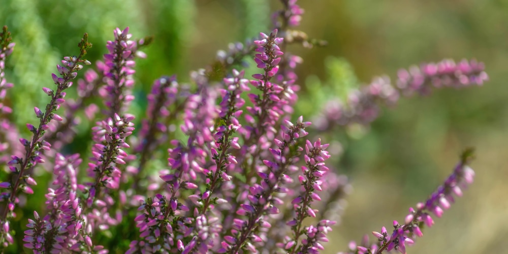 Evergreen Heather