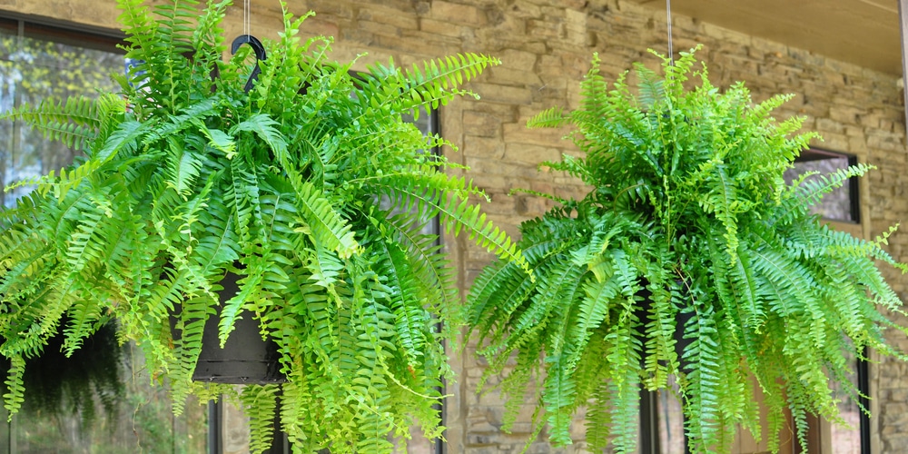How Often Do You Water Ferns in a Hanging Basket? 