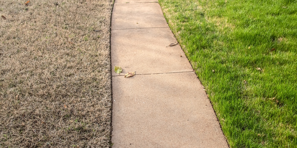 bermuda grass in Maryland