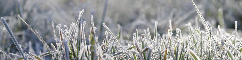 how to protect new grass from frost