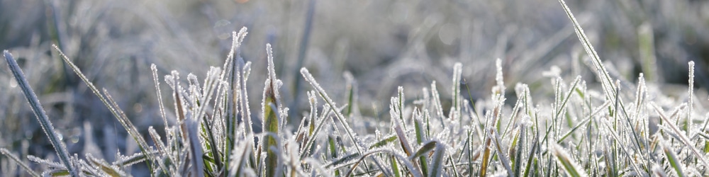 does rock salt kill grass