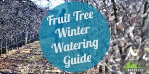 Fruit Tree Winter Watering Guide
