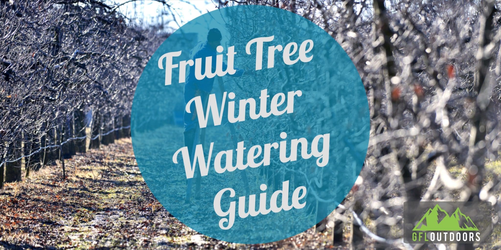 Do Fruit Trees Need Watered in Winter? (All Factors Considered)