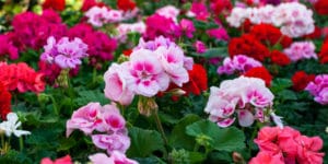 Are Geraniums Good for Hanging Baskets