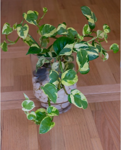 Glacier Pothos Care