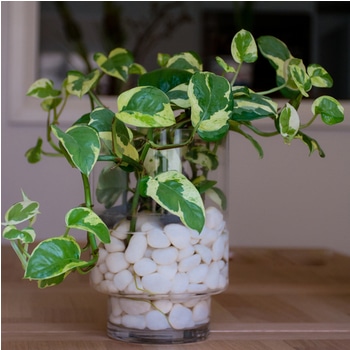 Glacier Pothos