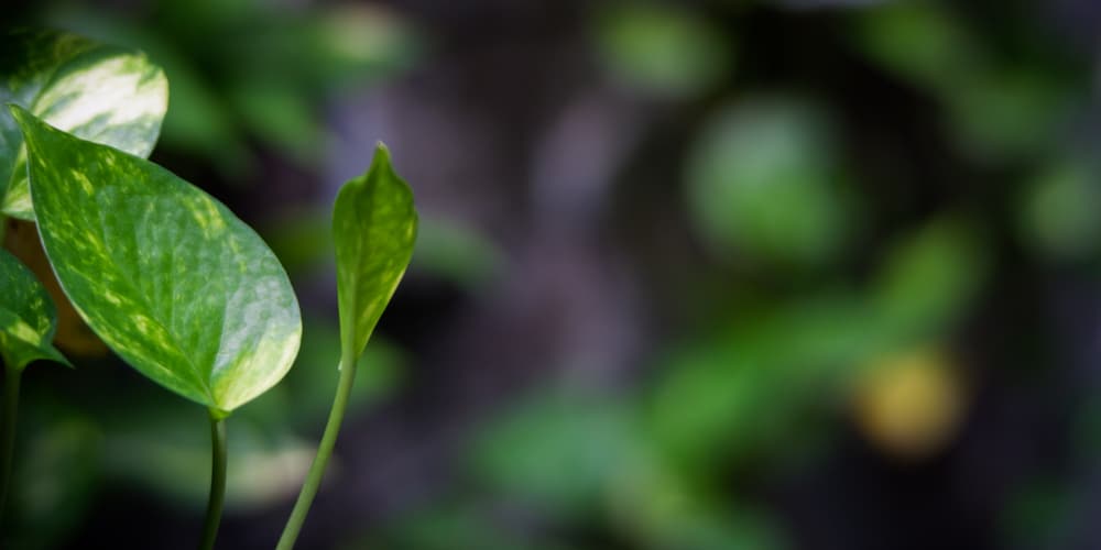 Can pothos grow outside