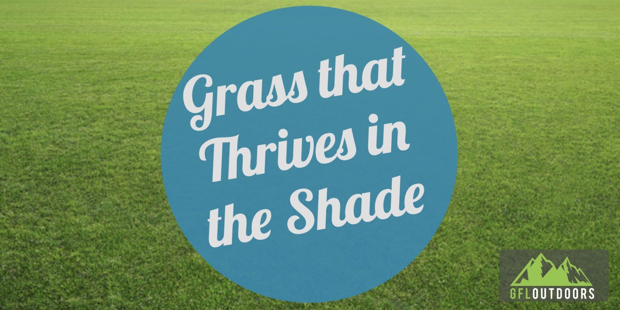 6 Grasses that Grow in the Shade (And Thrive) GFL Outdoors