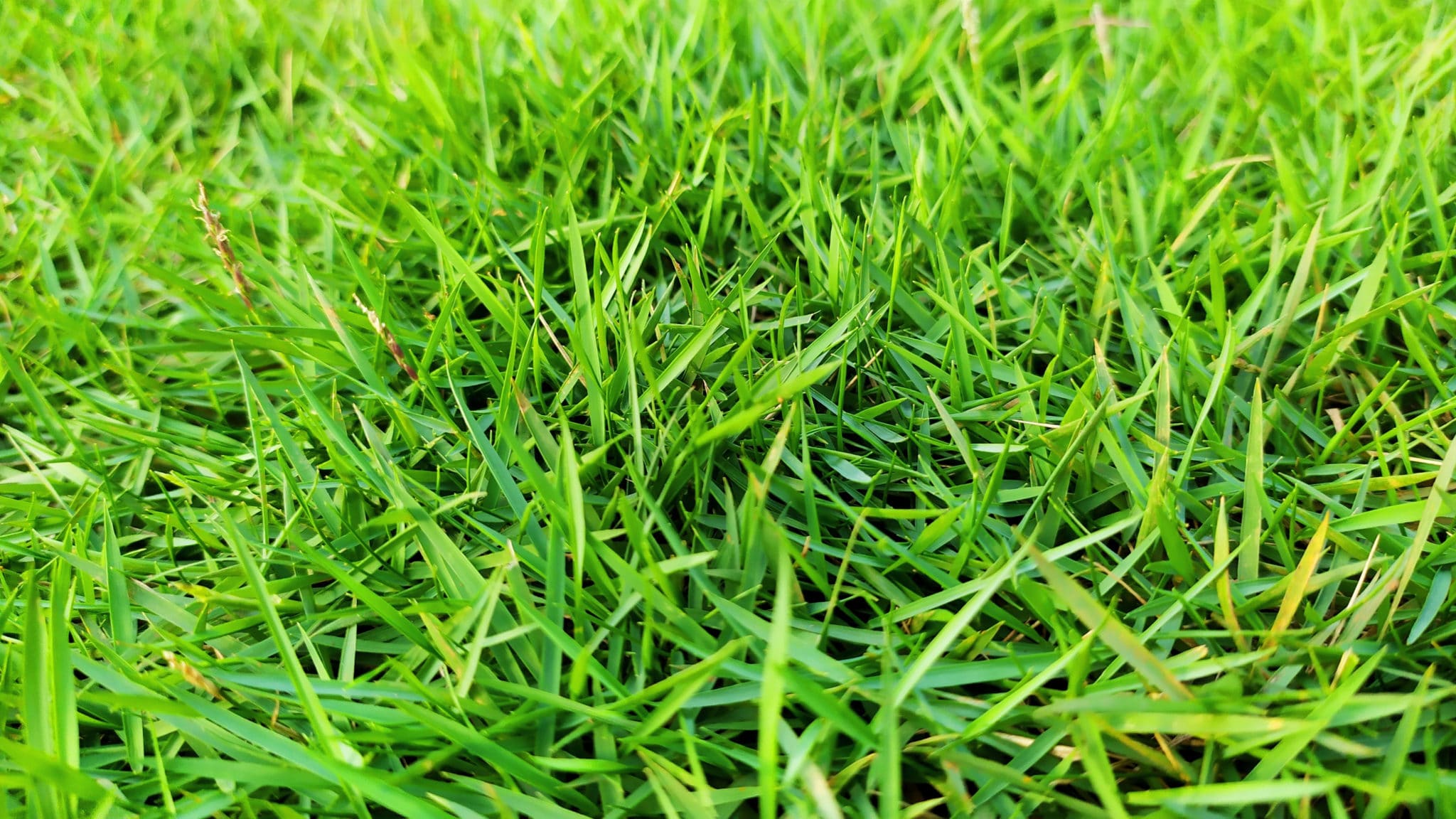Zoysia Grass in Georgia