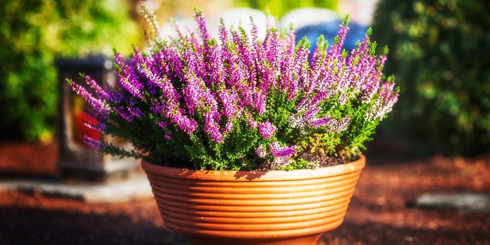 Heather winter basket