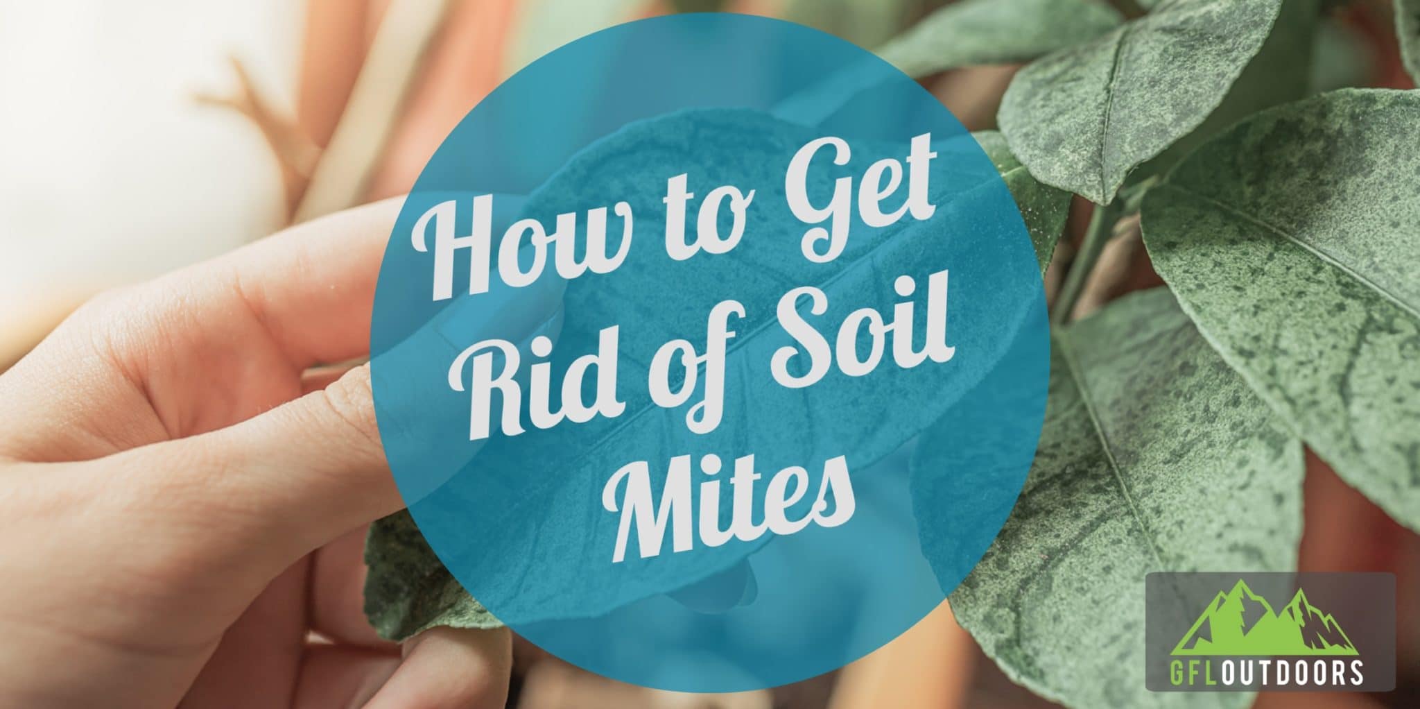 How to Get Rid of Soil Mites (Indoor and Outdoor Plants) GFL Outdoors