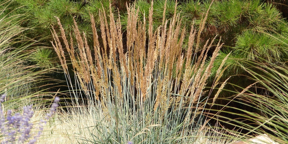 Pennsylvania native grasses