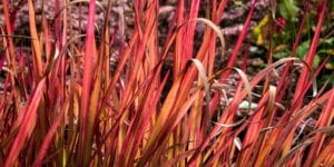 Japanese Blood Grass