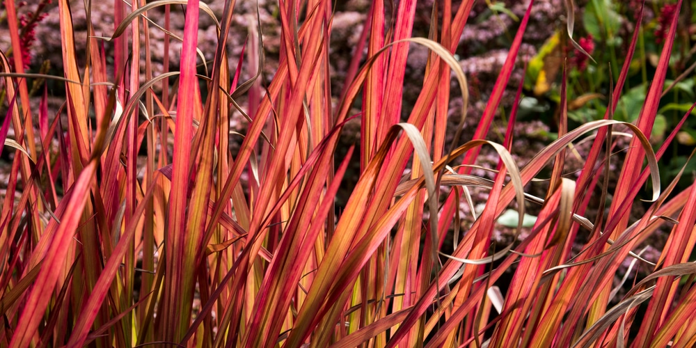 Japanese Blood Grass