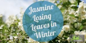 Jasmine Losing Leaves in Winter Guide