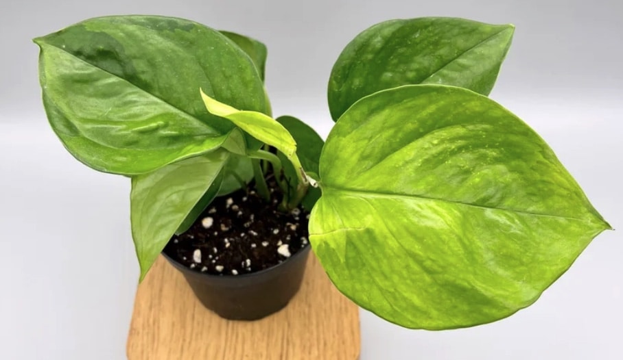 Jessenia Pothos Care