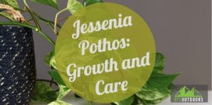 Is Epipremnum Jessenia a Good Houseplant