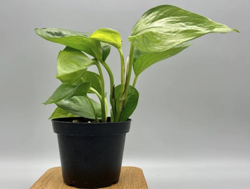 Jessenia Pothos