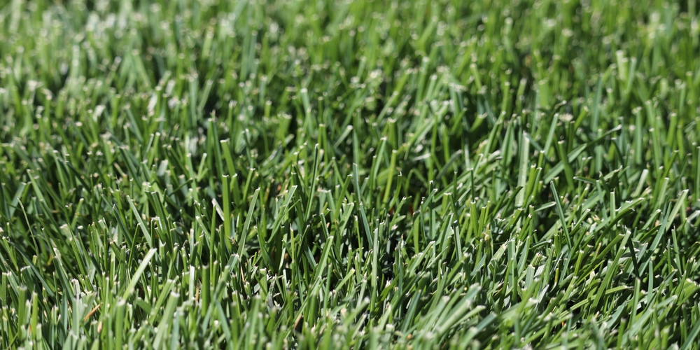 grasses that stay green in winter