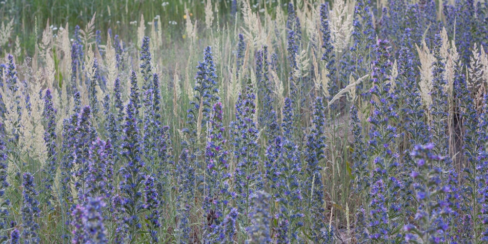 MO native cool-season grasses