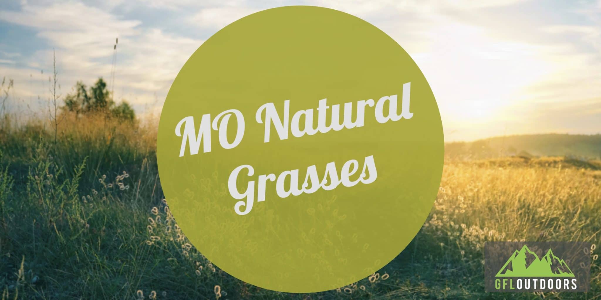 8 Grasses that are Native to Missouri GFL Outdoors