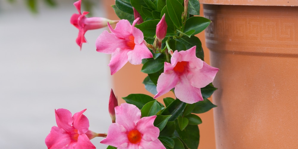 Mandevilla Cold Weather Care