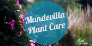 Mandevilla Winter Guide