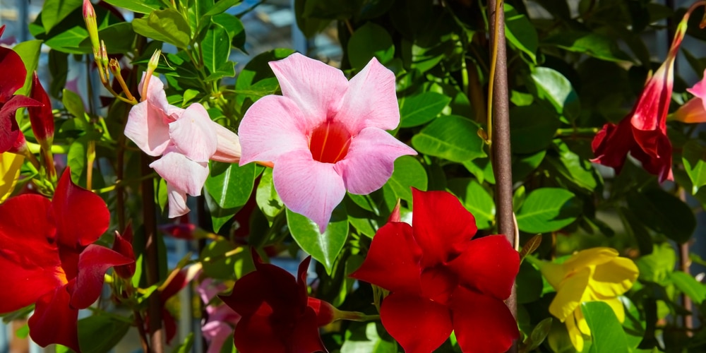 Mandevilla Winter Care