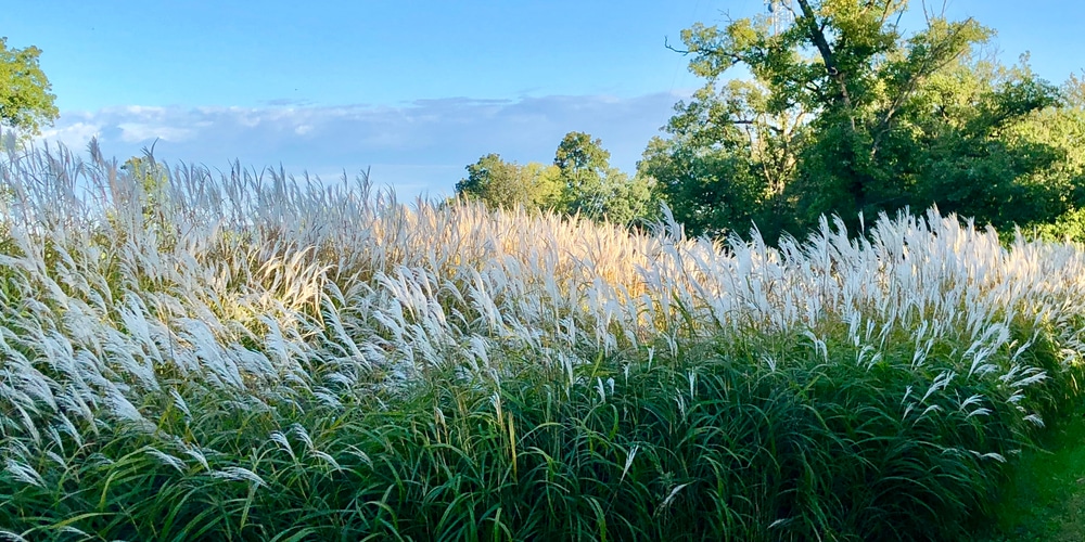 Dog Safe Ornamental Grasses 