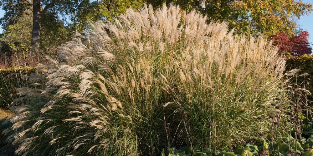 Miscanthus Sinensis