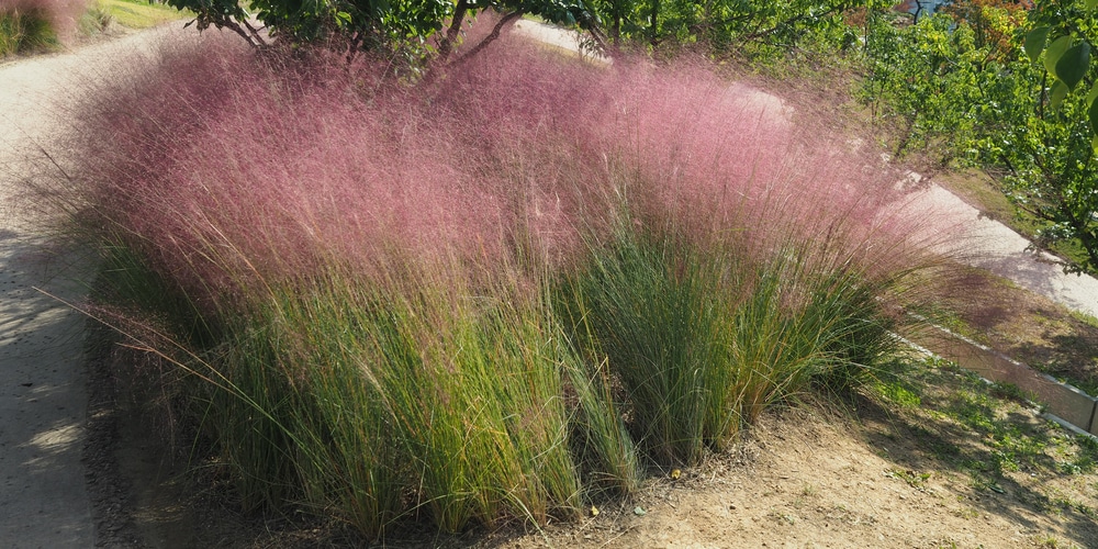 Muhlenbergia Capillaris