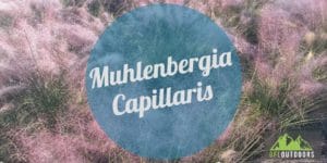 Muhlenbergia capillaris plant guide