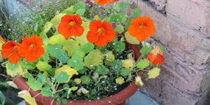 Nasturtium Leaves Curling