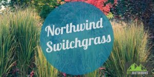 Northwind Switchgrass