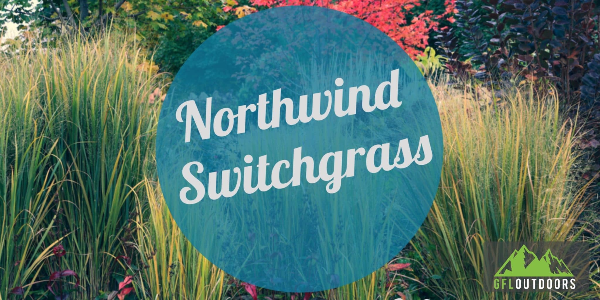 Northwind Switchgrass Growth and Care GFL Outdoors