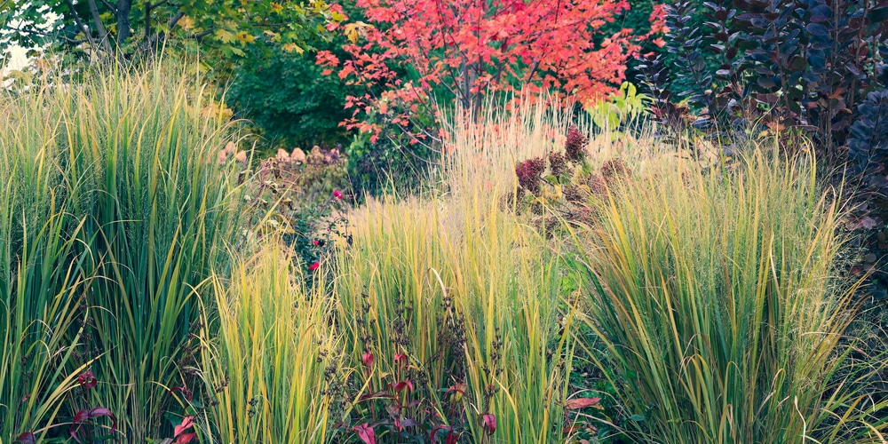 Illinois Prarie Grasses