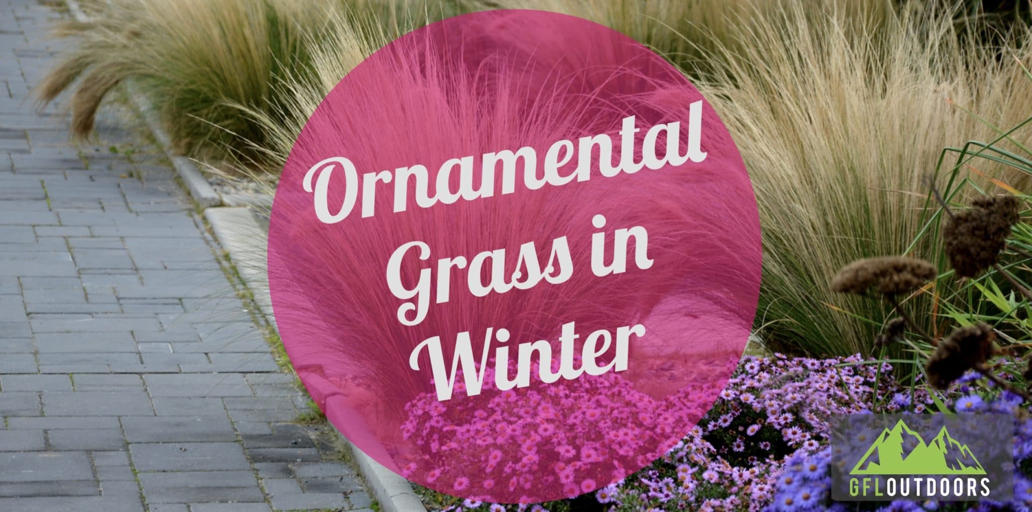 Ornamental Grass in Winter Care Guide + Great Choices GFL Outdoors