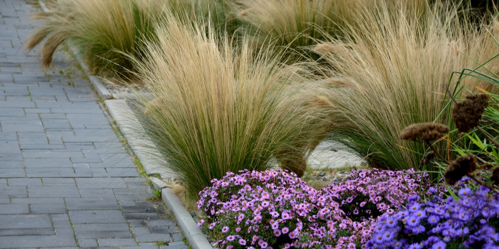 Ornamental Grass in Winter