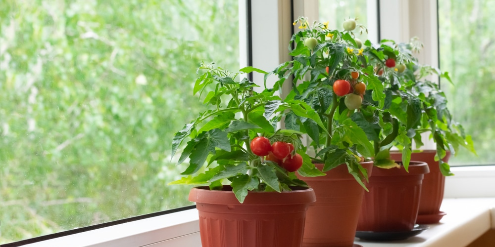 tomato plants hardening off