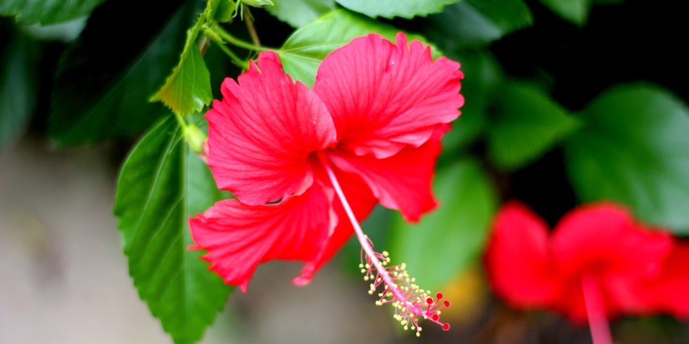 Painted Lady Hibiscus Care