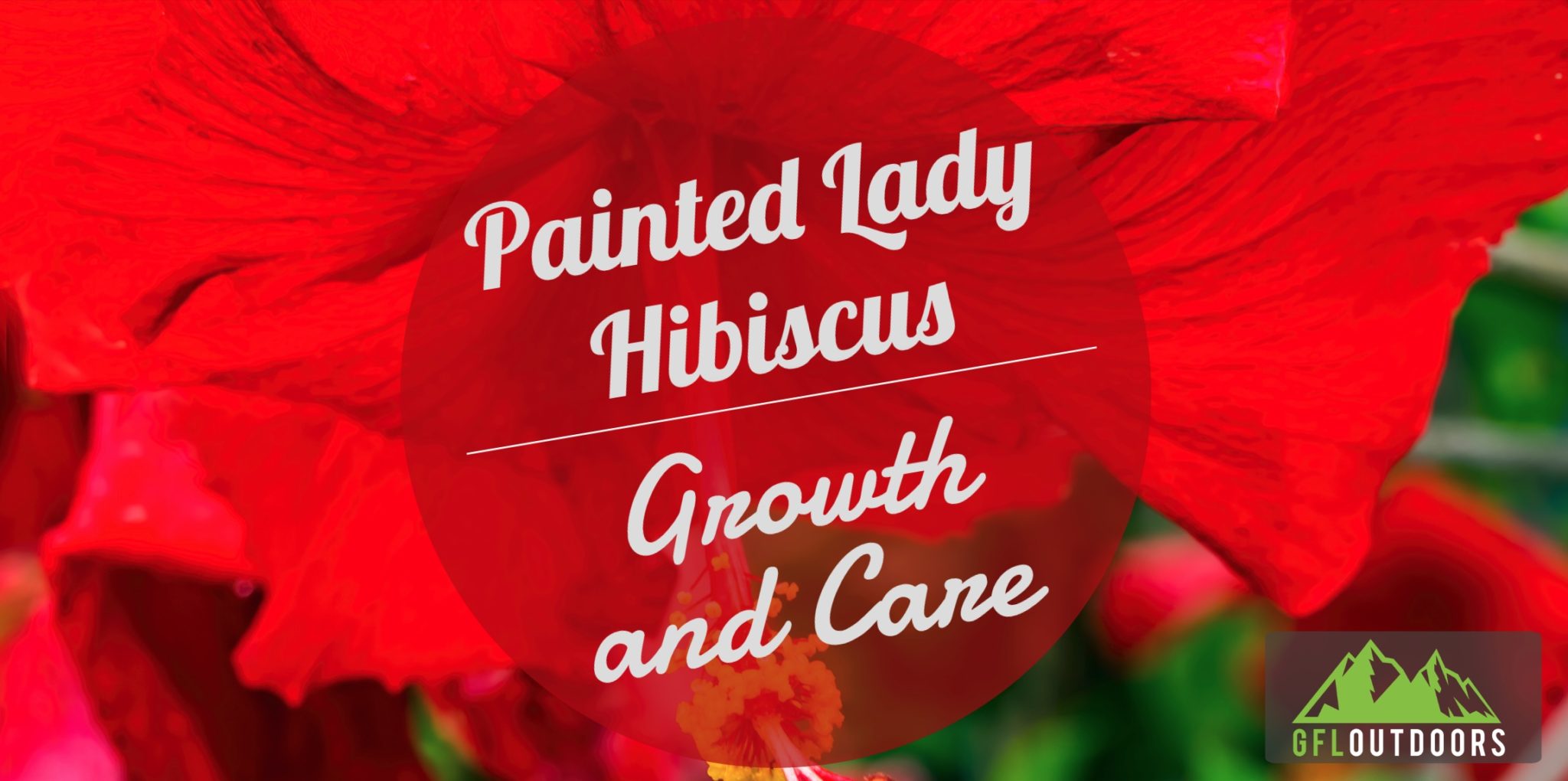 Painted Lady Hibiscus Growth and Care GFL Outdoors