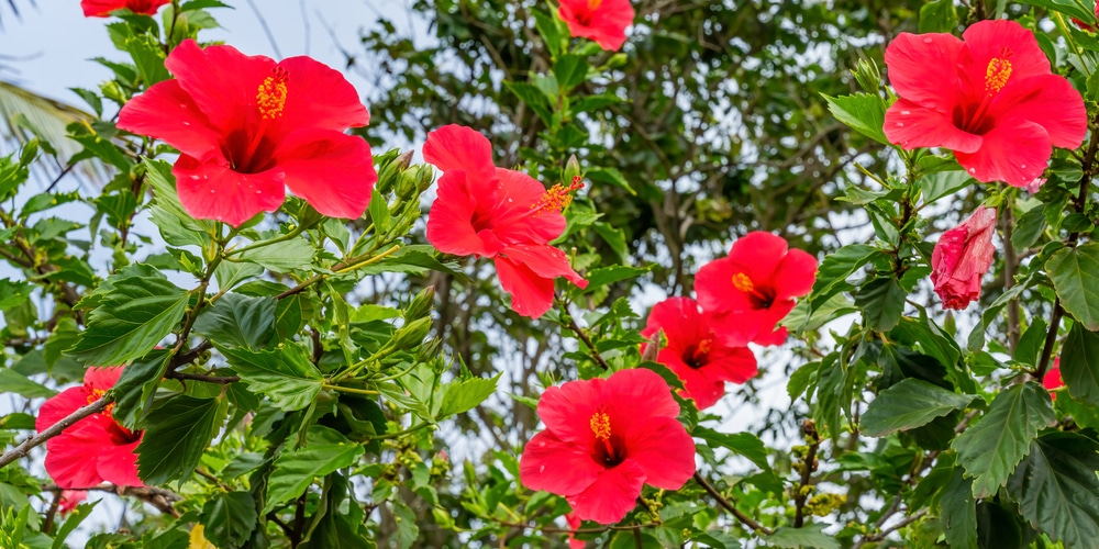 Painted lady hibiscus