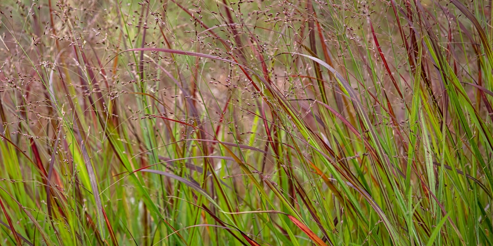 Missouri Switchgrass