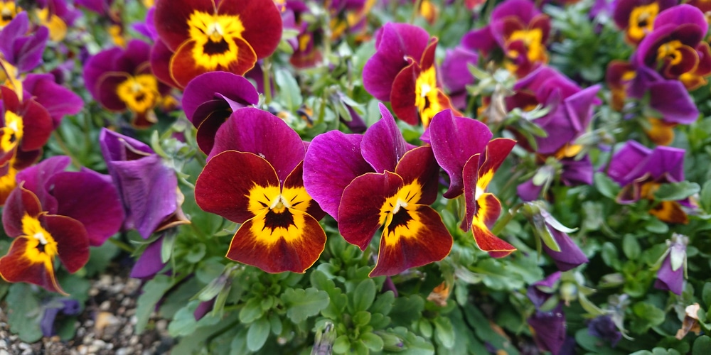 pansies in texas